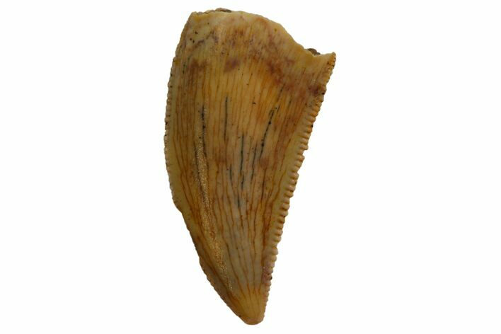 Serrated, Raptor Tooth - Real Dinosaur Tooth #135172